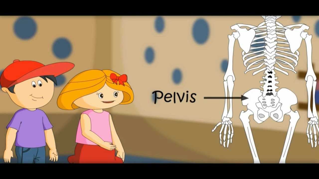 Skeletal System and Bones